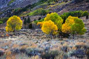 Aspens along June Lake road-0499 Aspens along June Lake road-0499